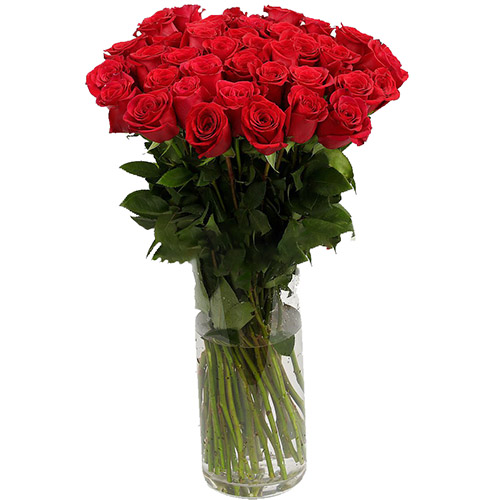 фото товара Троянда імпортна червона (поштучно) | «Роза Мімоза»