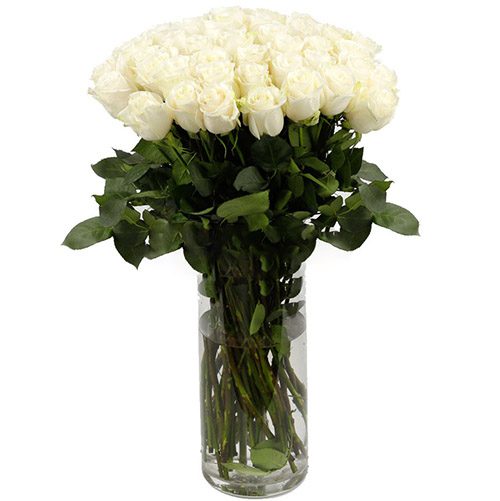 Фото товара Троянда імпортна біла (поштучно) в Трускавце