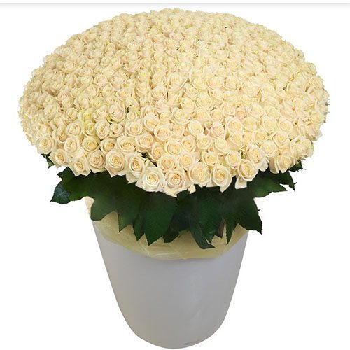 Фото товара 301 біла троянда у великому вазоні в Трускавце