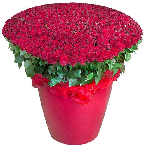 Фото товара 301 червона троянда у великому вазоні в Трускавце
