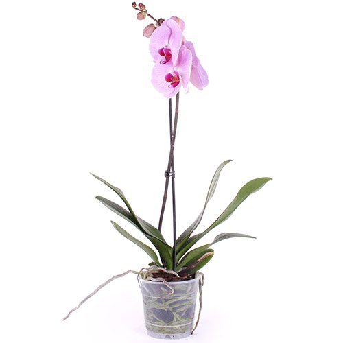 Фото товара Орхидея в Трускавце