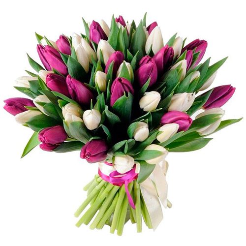 Фото товара 51 біло-пурпурний тюльпан (зі стрічкою) в Трускавце