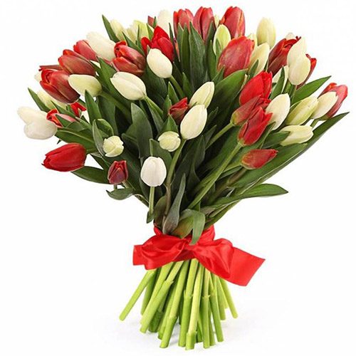 Фото товара 51 червоно-білий тюльпан (зі стрічкою) в Трускавце