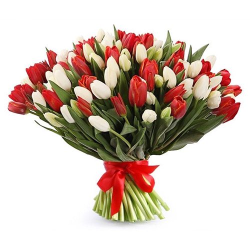 Фото товара 75 червоно-білих тюльпанів (зі стрічкою) в Трускавце